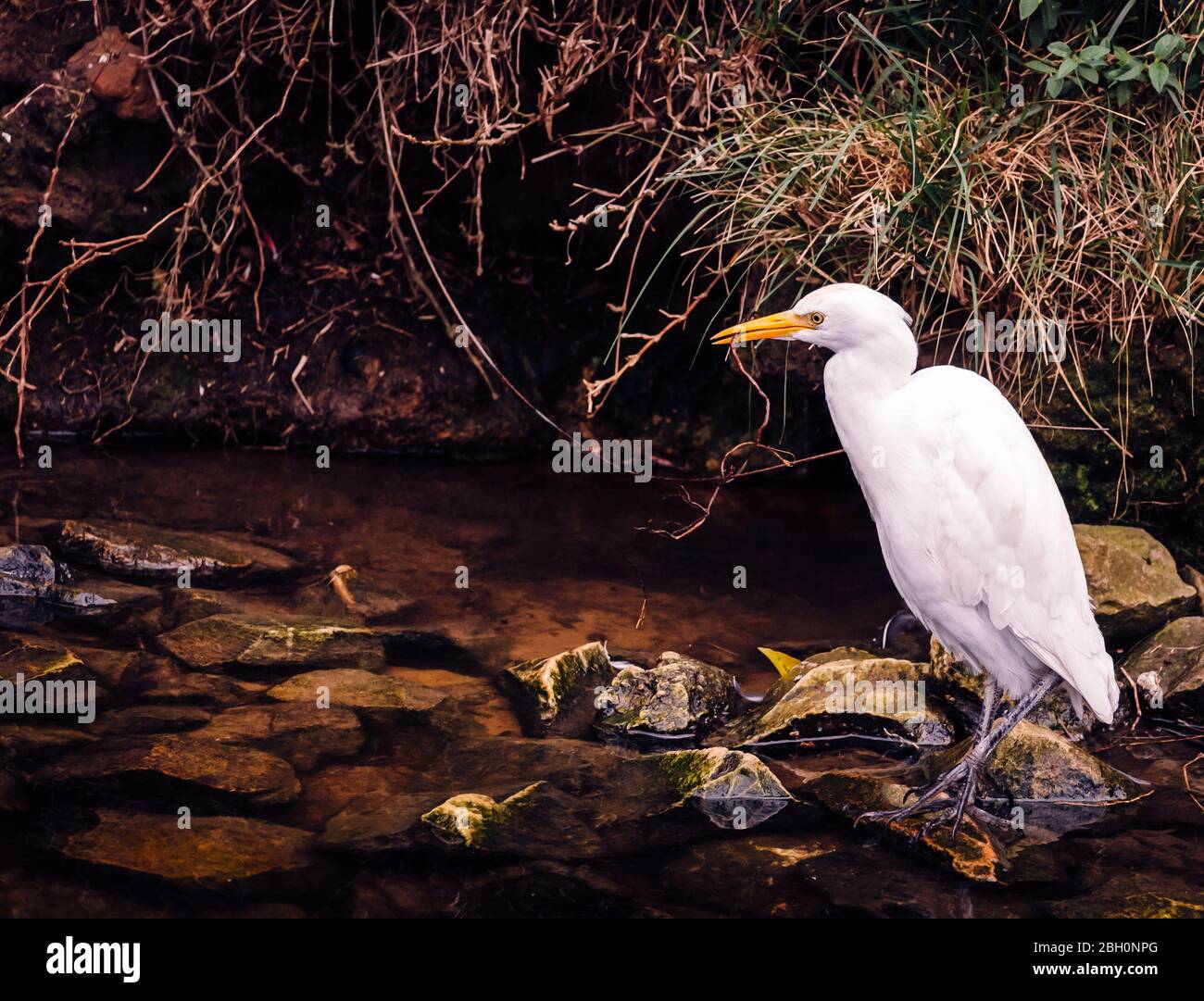 Profil de la chasse aux oiseaux ibis blancs pour la nourriture dans la rivière Banque D'Images