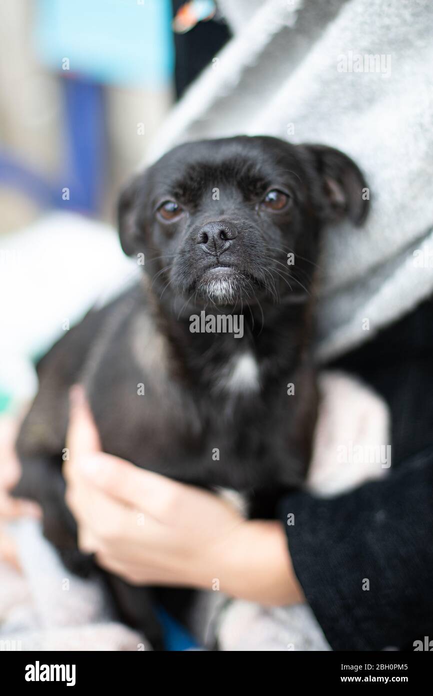 Petit chien (chiot) dans les mains en été Banque D'Images