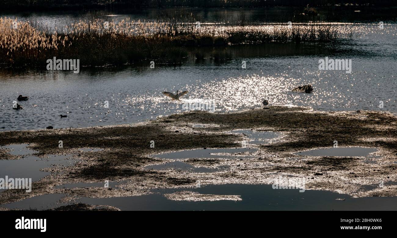 vue sur le lac avec oiseaux sur l'eau Banque D'Images