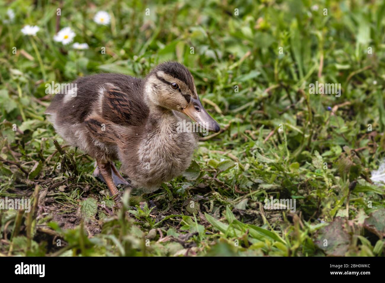 poussin bébé sur l'herbe Banque D'Images
