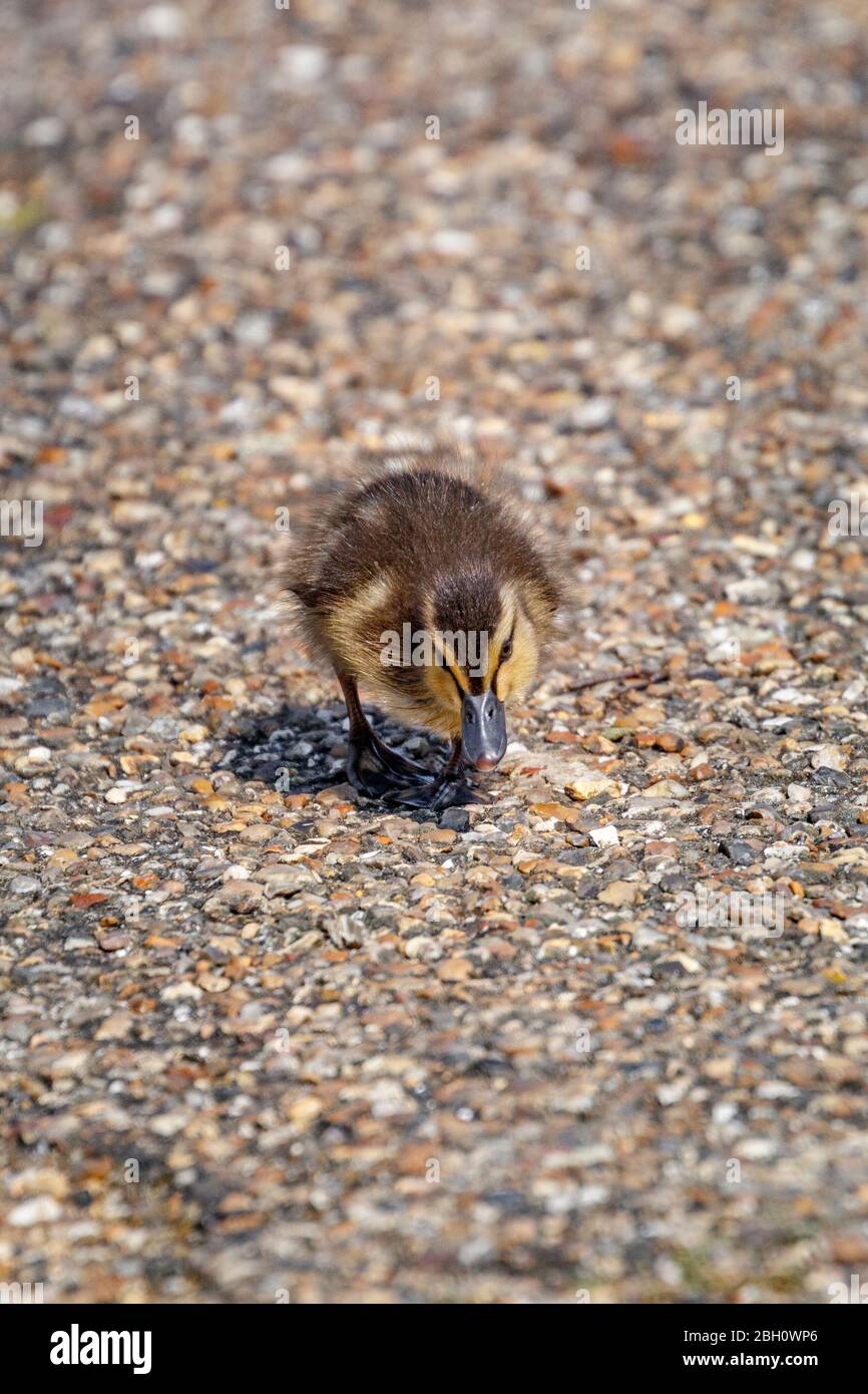 poussin de bébé sur le chemin de gravier Banque D'Images