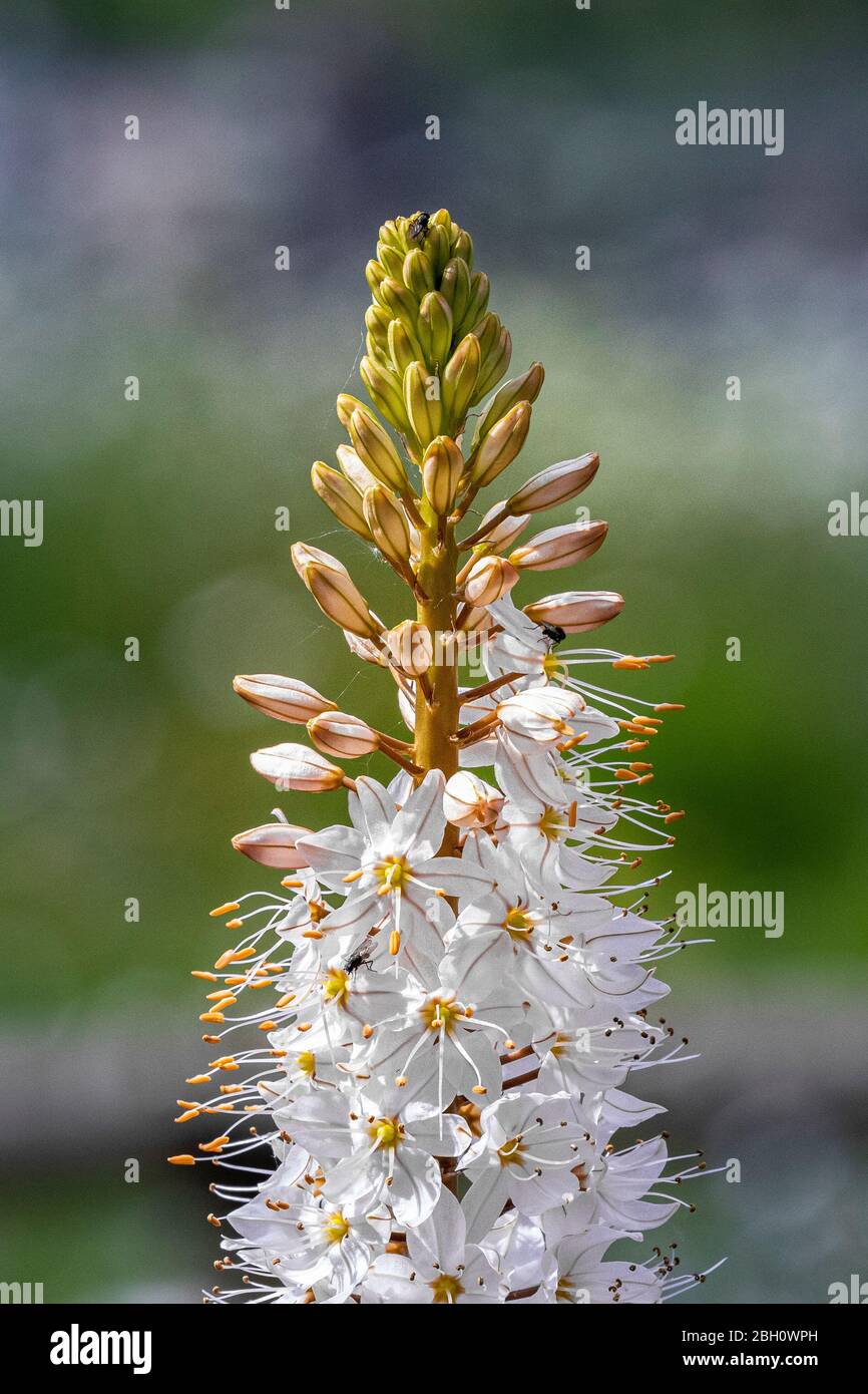 épi de fleur blanche Banque de photographies et d'images à haute résolution  - Alamy