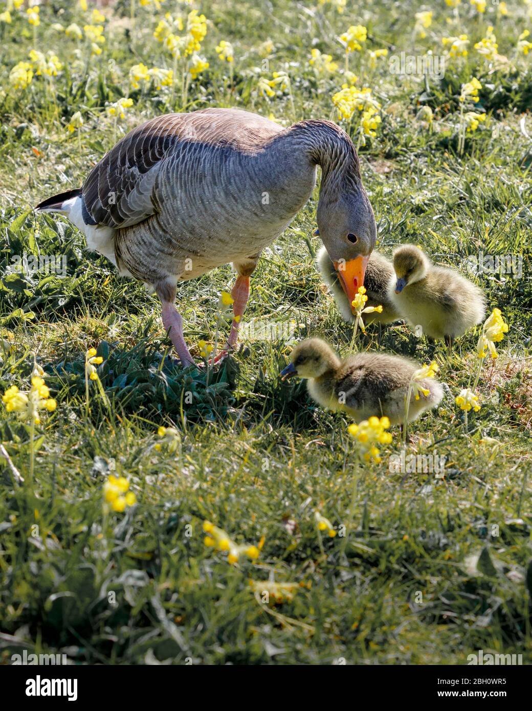 poussins d'oie de bébé avec maman une oie grislag Banque D'Images