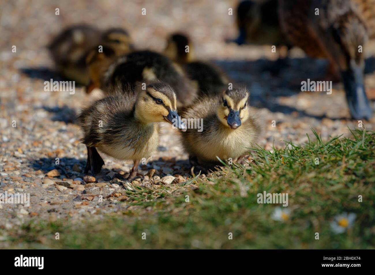 canards de bébé avec maman Banque D'Images