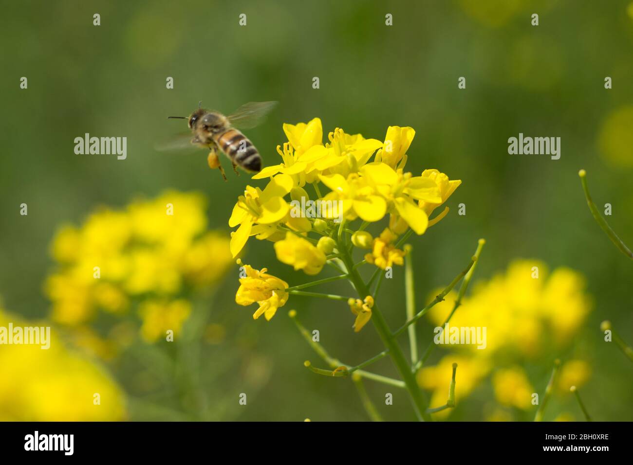 Gros plan de l'abeille qui recueille le nectar et le pollen de la plante de brocoli un jour au printemps. Le miel est un insecte qui fonctionne dur Banque D'Images