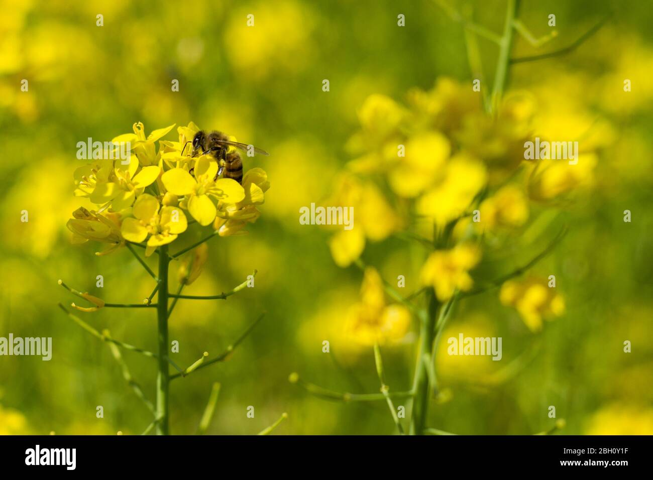 Gros plan de l'abeille qui recueille le nectar et le pollen de la plante de brocoli un jour au printemps. Le miel est un insecte qui fonctionne dur Banque D'Images