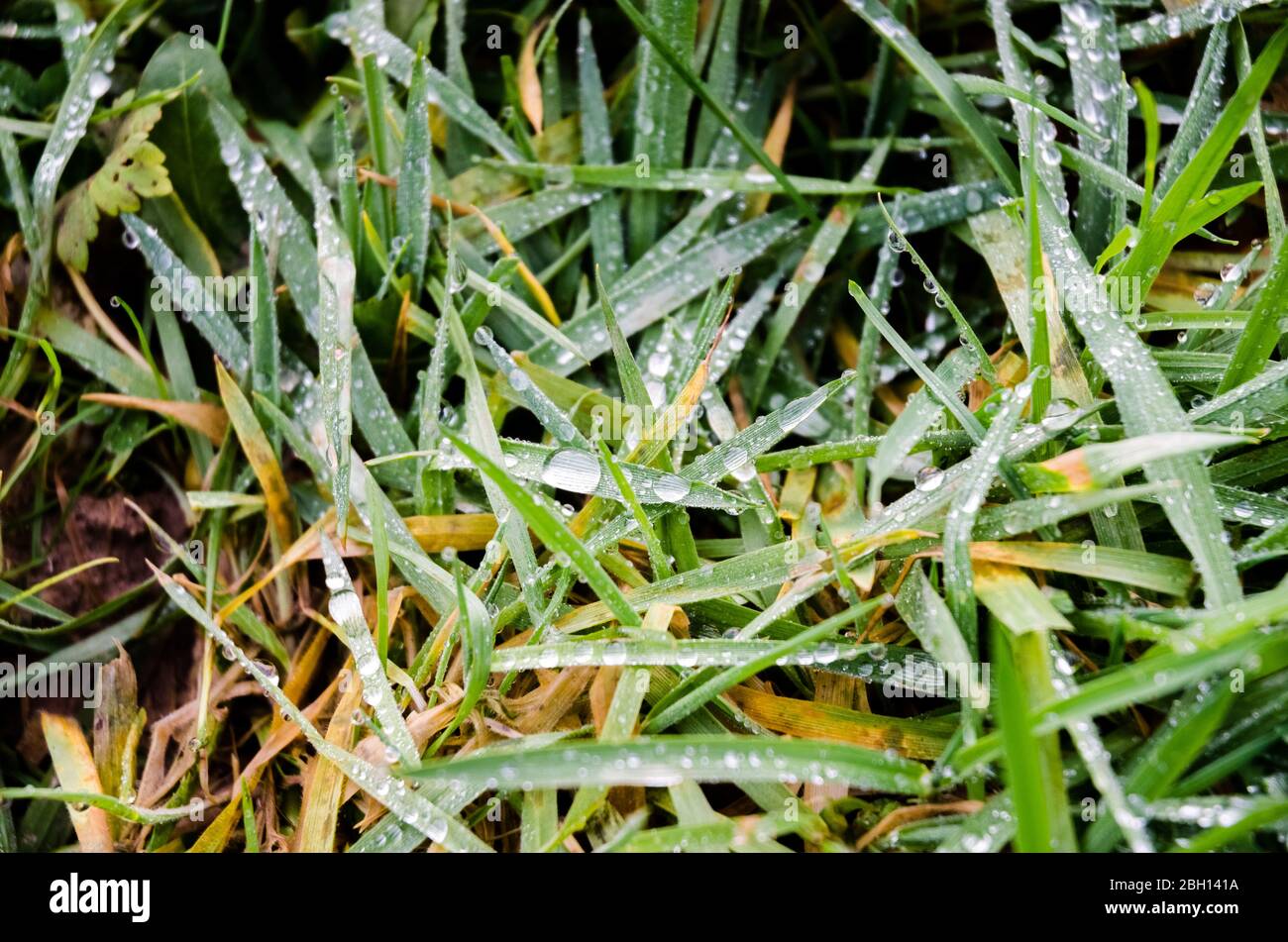 Gros plan sur les lames d'herbe humide avec des gouttes de rosée dans un pré Banque D'Images