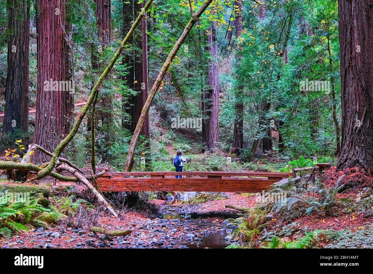 SAN FRANCISCO, CALIFORNIE - 12 novembre 2019 : le monument national de Muir Woods est un monument national des États-Unis géré par le National Park Service, Banque D'Images