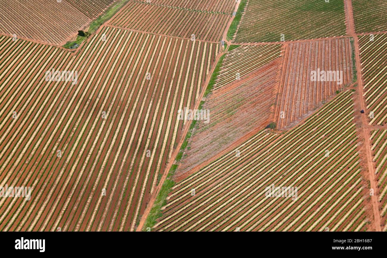 Photo aérienne de vignes près de Stellenbosch Banque D'Images