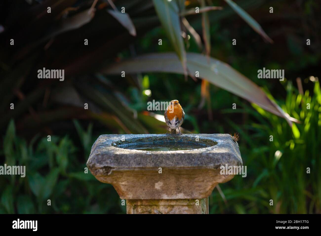 Un seul robin européen (erithacus rubecula) assis au bord d'un bain d'oiseaux, Fife, Écosse. Banque D'Images
