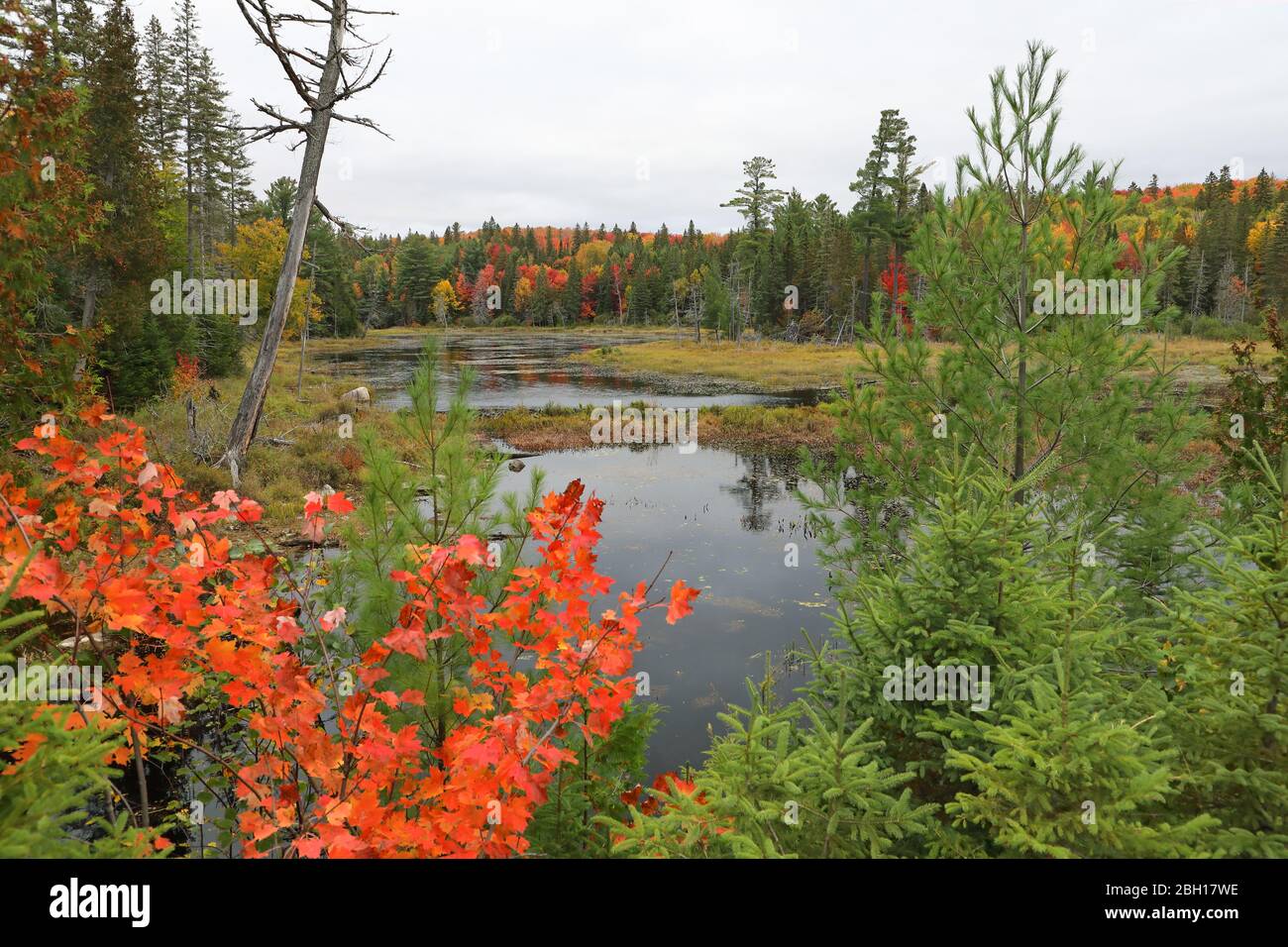 Coloration des feuilles à l'automne, Canada, Ontario, Parc provincial Algonquin Banque D'Images