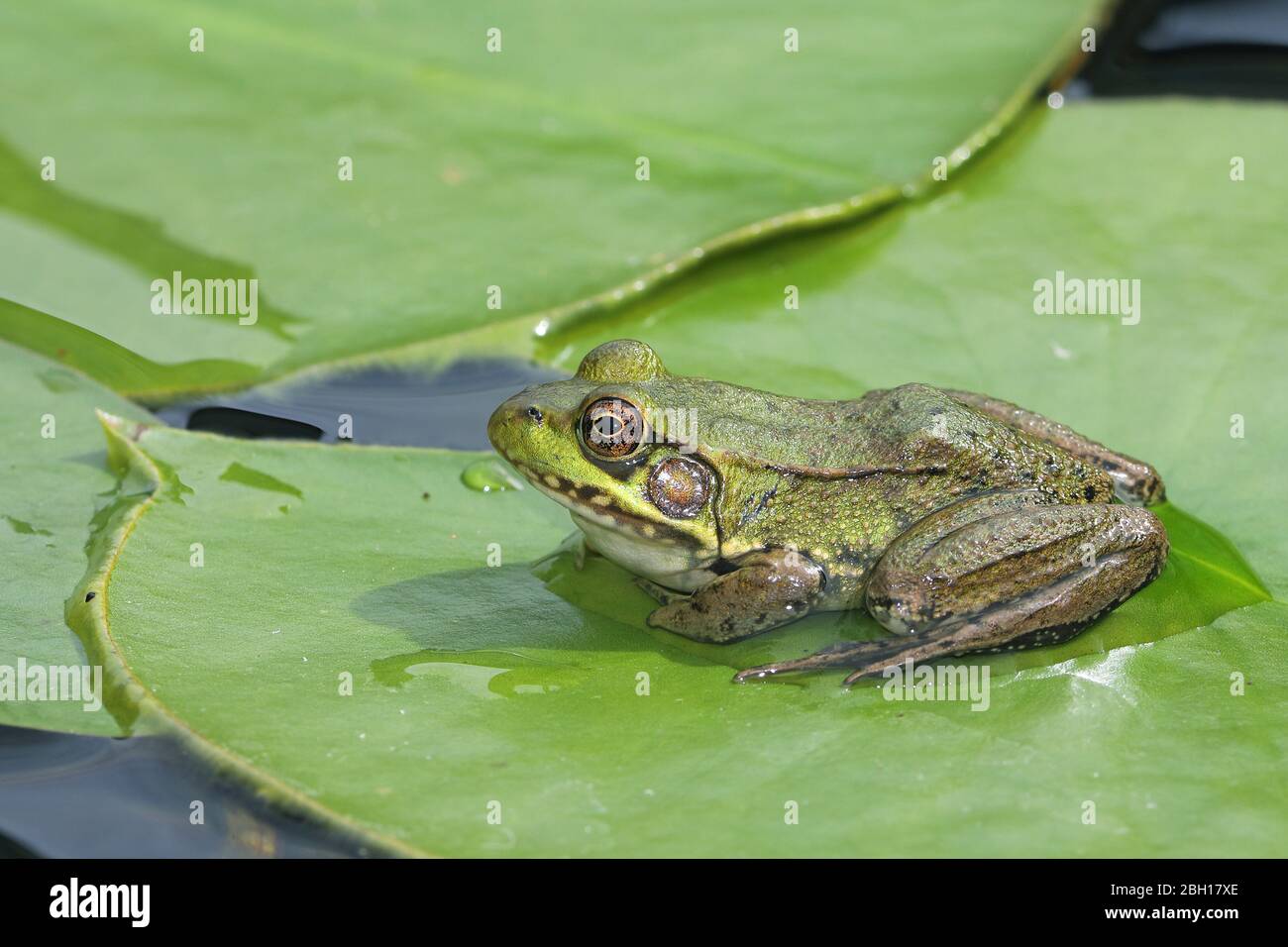 Grenouille verte, grenouille de printemps commune (Rana clamitans, Lithobates clamitans), se trouve sur la feuille de lys, Canada, Ontario, Parc national de la Pointe-Pelée Banque D'Images
