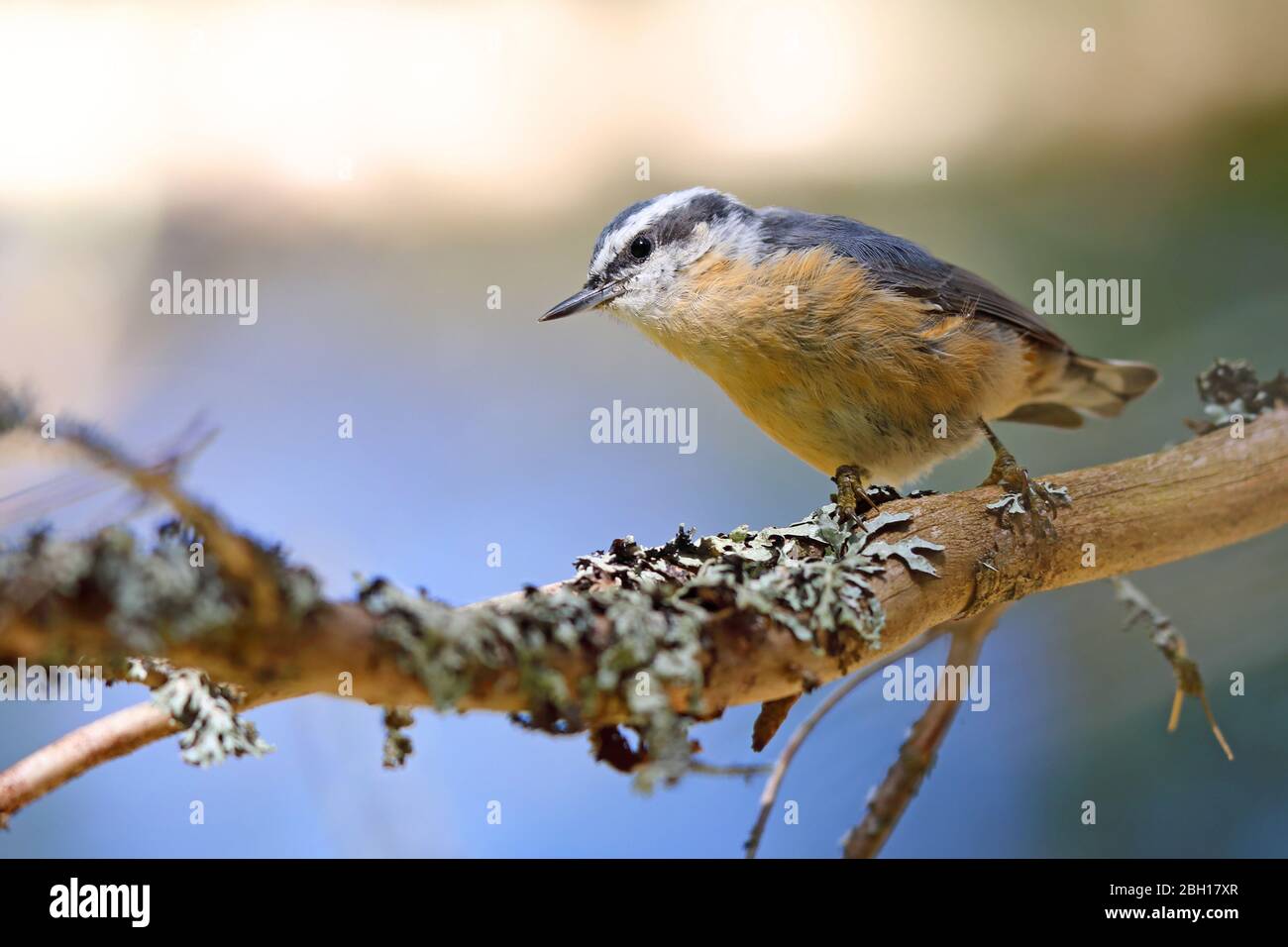 Nuthatch à la poitrine rouge (Sitta canadensis), grimpent sur un arbre, Canada, Ontario, Parc provincial Algonquin Banque D'Images