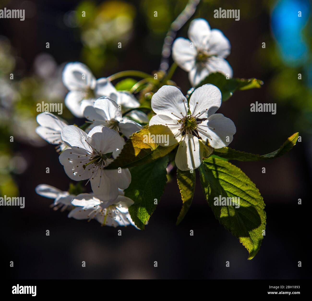 Branche florissante de poire avec de belles fleurs blanches avec des étamines roses Banque D'Images