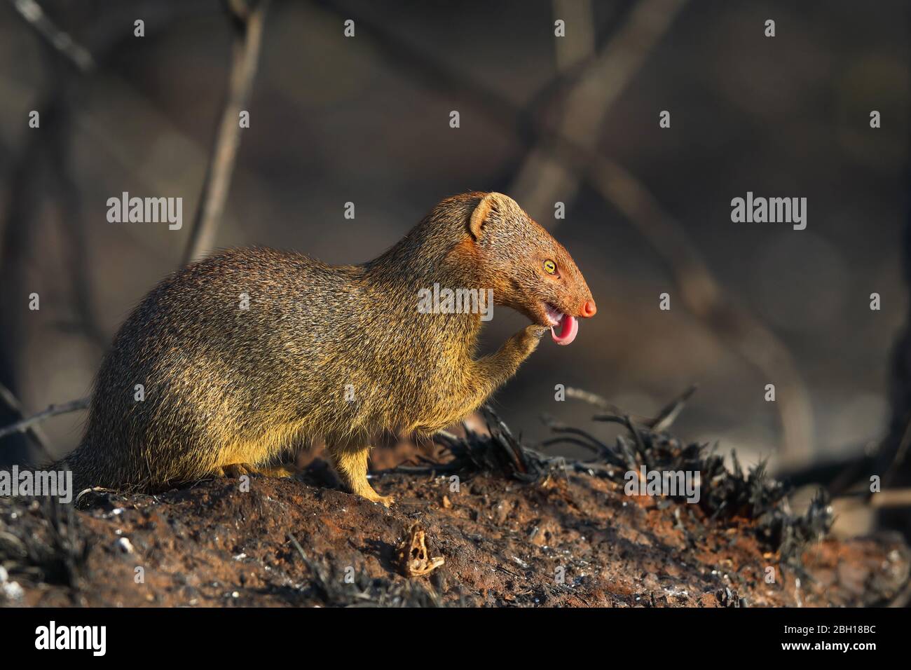 La mounoie mince (Galerella sanguinea), se trouve dans le shrubland, en Afrique du Sud, KwaZulu-Natal, Mkhuze Game Reserve Banque D'Images