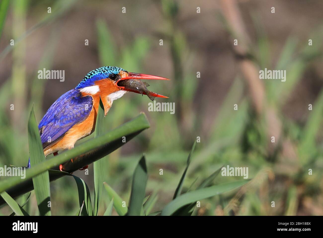 malachite kingfisher (Alcedo cristata, Corythornis cristatus), nourrit le poisson, Afrique du Sud, Lowveld, Parc national Krueger Banque D'Images