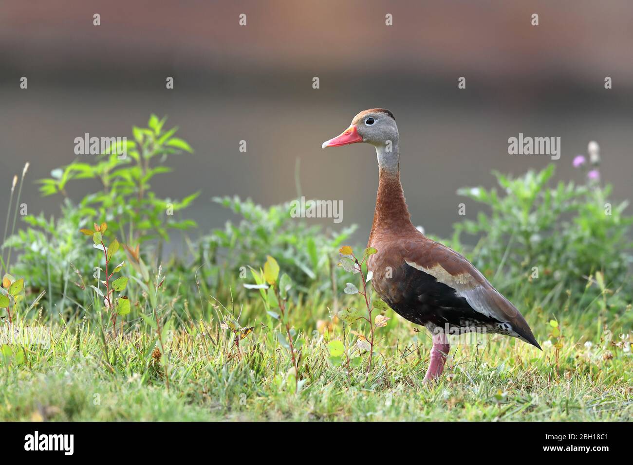 Le canard siffleur à bec rouge, le canard siffleur à ventre noir (Dendrocygna autumnalis), se dresse au groenland, au Canada, en Ontario Banque D'Images