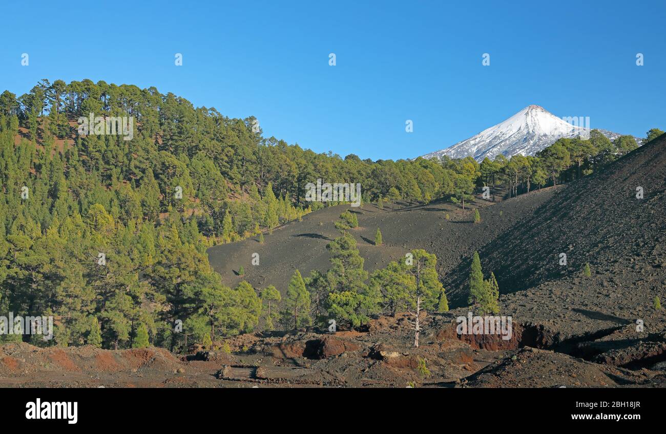 PIN canarien (Pinus canariensis), pins canariens sur les roches volcaniques devant Pico del Teide, îles Canaries, Tenerife, Parc National du Teide Banque D'Images