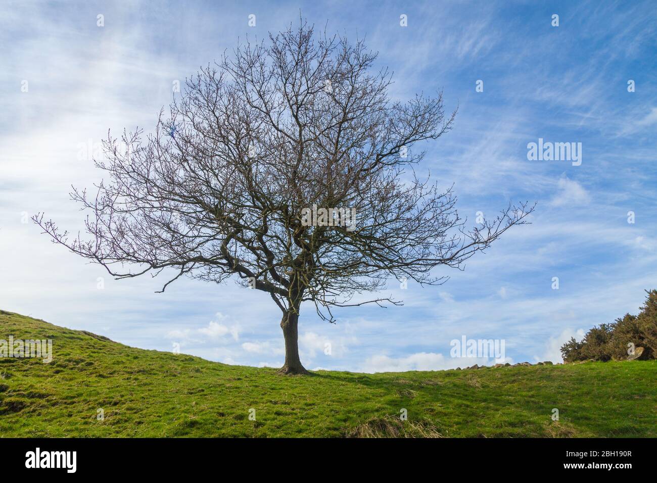 Un arbre solitaire sur une colline près de MossMorran Fife, Écosse, Royaume-Uni Banque D'Images