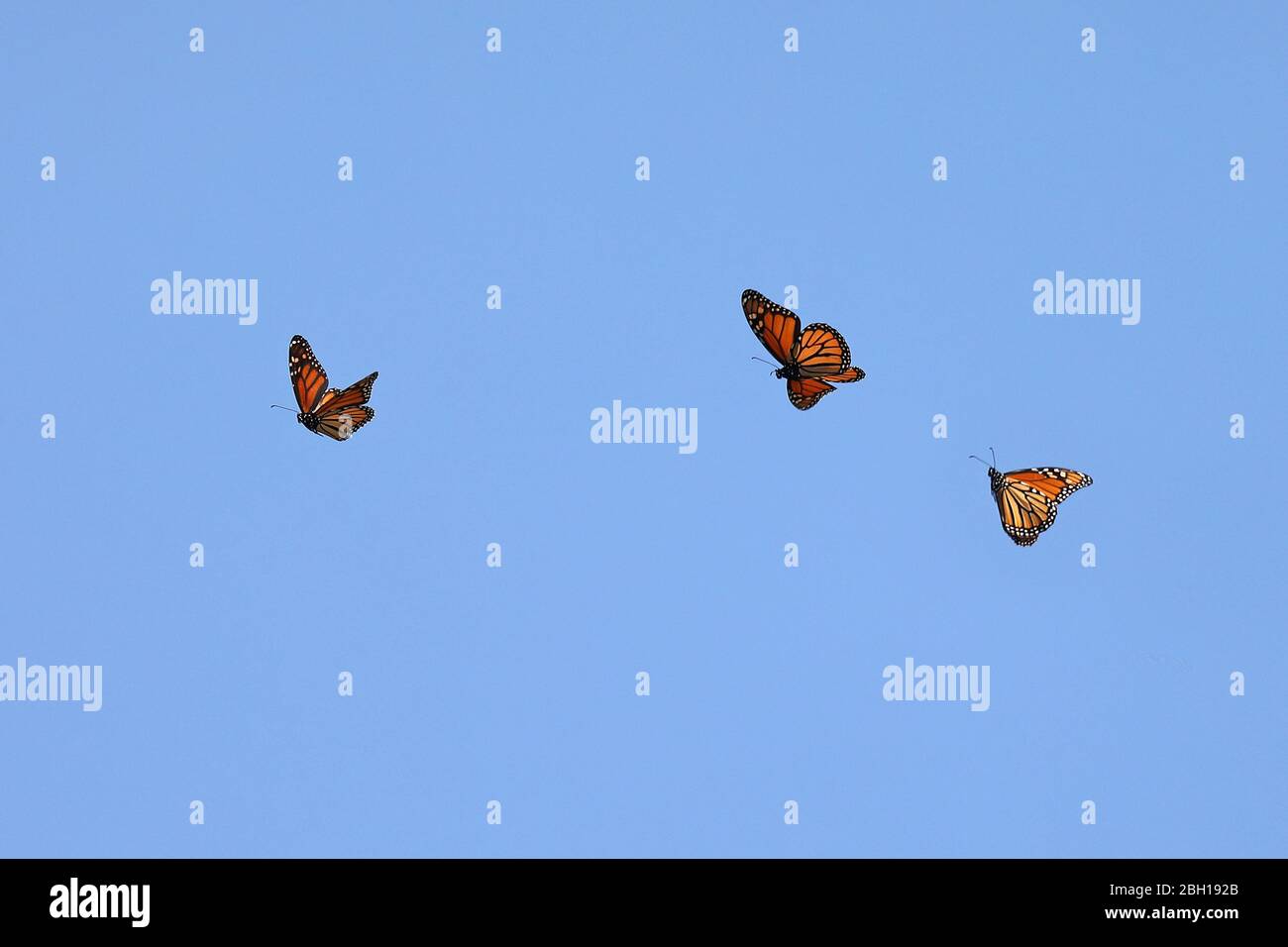 monarque papillon, milkweed (Danaus plexippus), groupe volant , migration, Canada, Ontario, Parc national de la Pointe-Pelée Banque D'Images