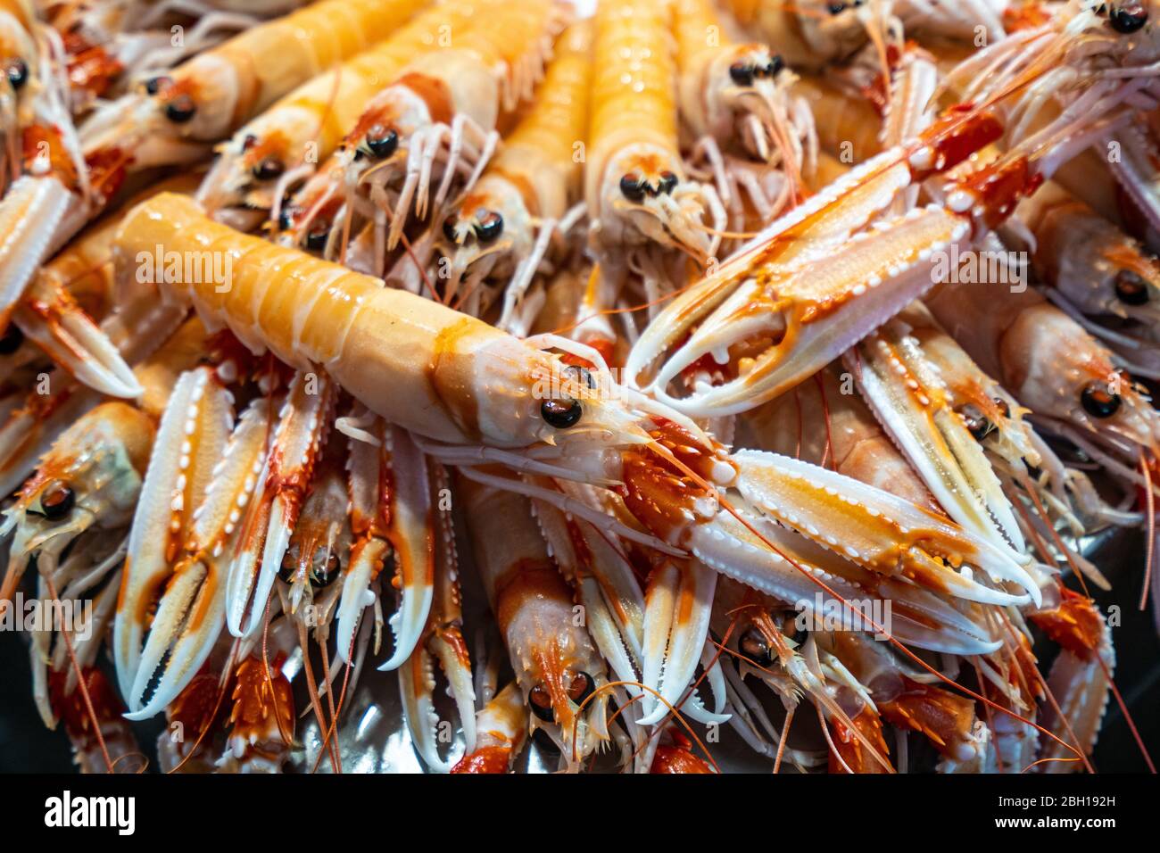 Langoustines sur un stand au marché de la pêche dans une salle de marché, Espagne, Andalousie, Cadix Banque D'Images