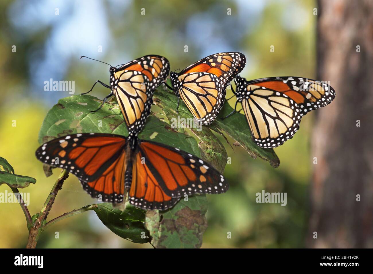le papillon monarque, le milkweed (Danaus plexippus), groupe est assis sur un arbuste, Canada, Ontario, long point Park Banque D'Images