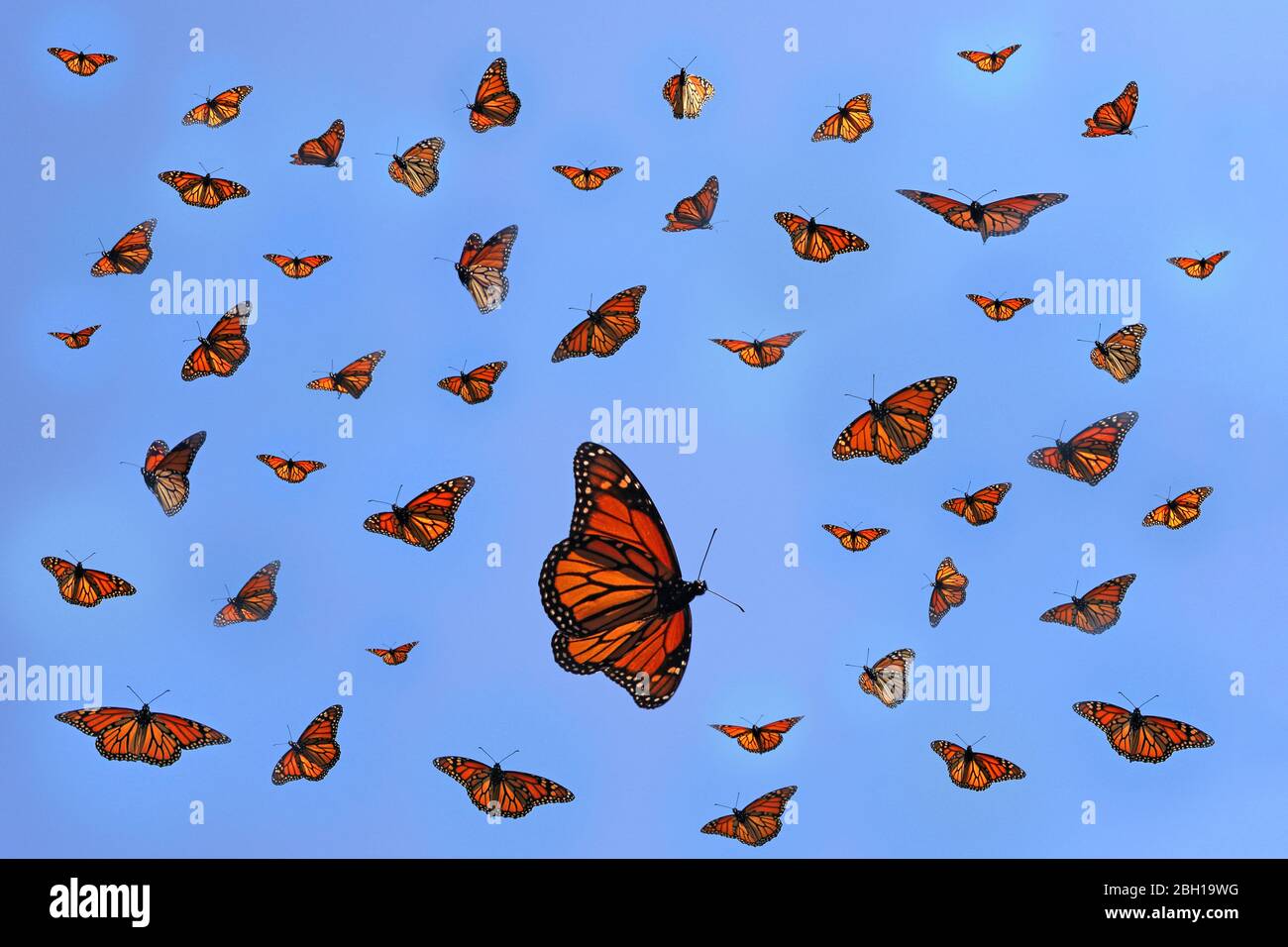 papillon monarque, milkweed (Danaus plexippus), composition des papillons migrateurs, Canada, Ontario, long point Park Banque D'Images