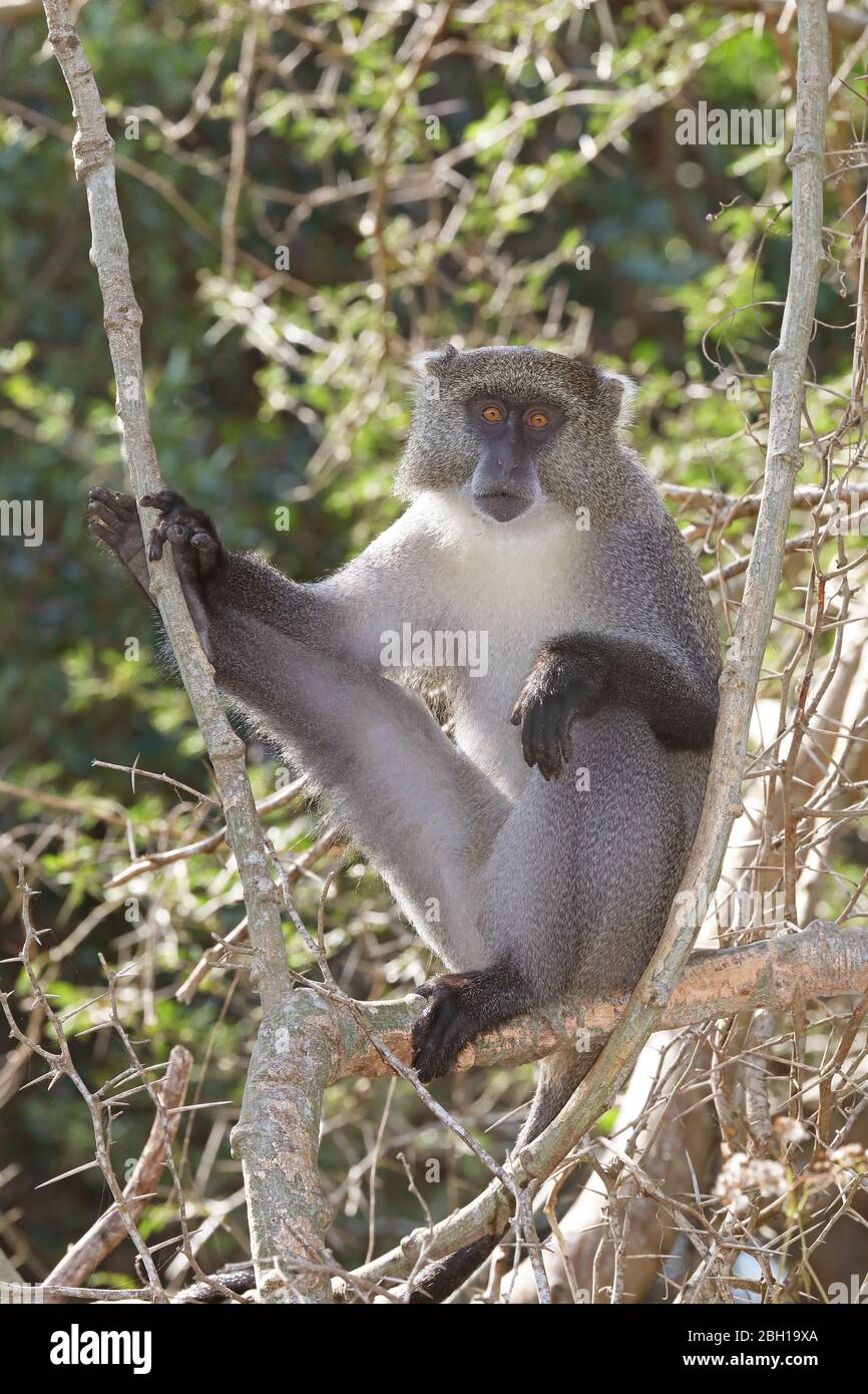 Le singe Sykes (Cercopithecus albogularis) se trouve sur un arbre, en Afrique du Sud, dans le parc national de KwaZulu-Natal, iSimangaliso Banque D'Images