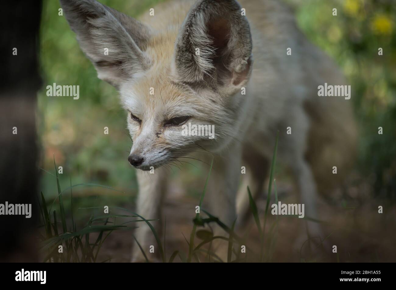 Portrait d'un petit renard de Fennec debout dans l'herbe (Vulpes zerda). Animal sauvage. Banque D'Images