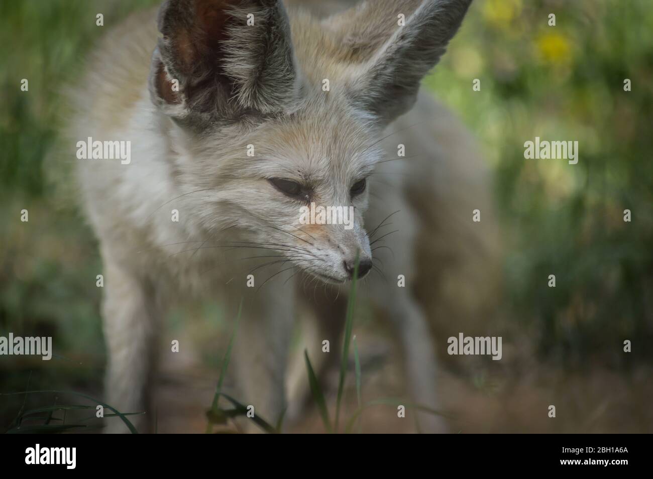 Portrait d'un petit renard de Fennec debout dans l'herbe (Vulpes zerda). Animal sauvage. Banque D'Images
