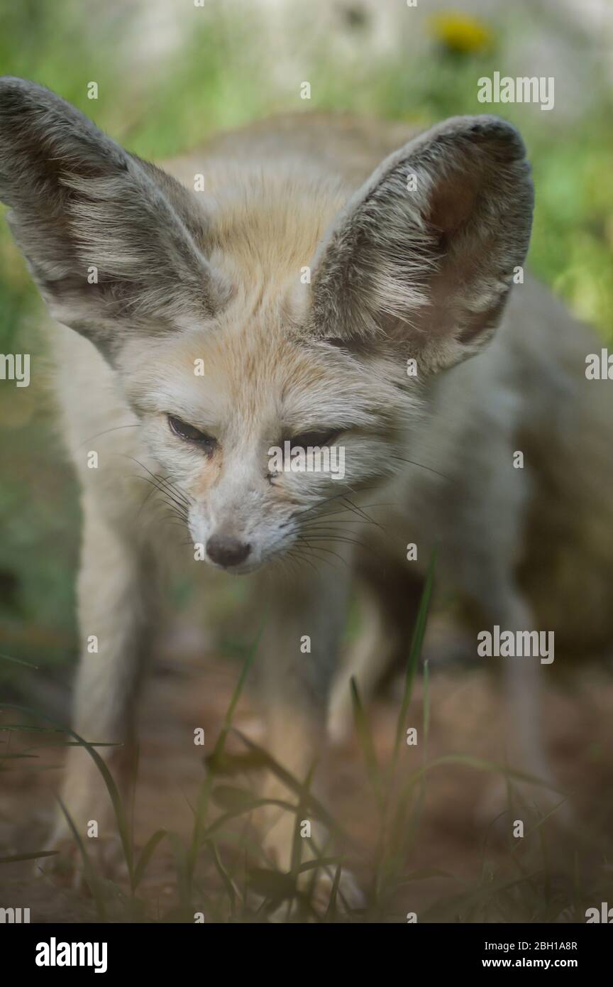 Portrait d'un petit renard de Fennec debout dans l'herbe (Vulpes zerda). Animal sauvage. Banque D'Images