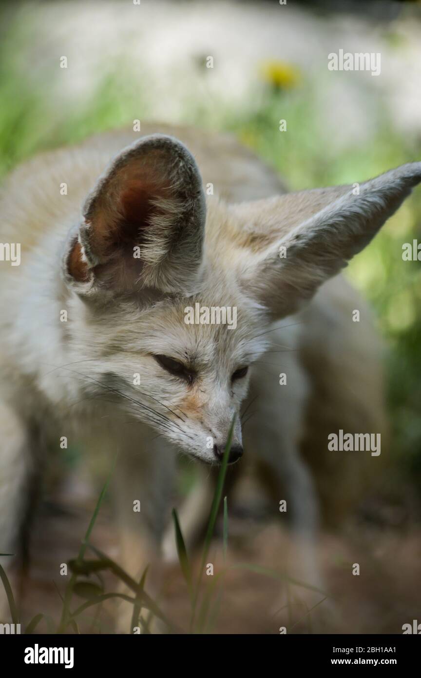 Portrait d'un petit renard de Fennec debout dans l'herbe (Vulpes zerda). Animal sauvage. Banque D'Images