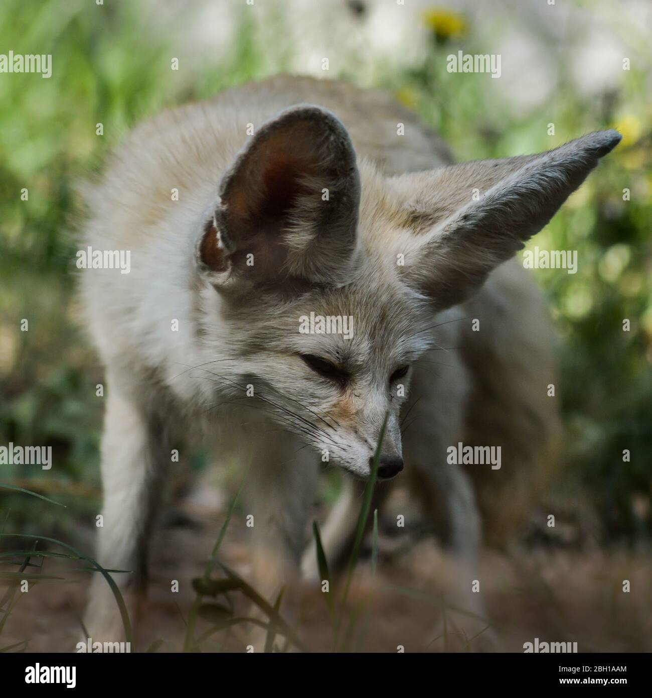 Portrait d'un petit renard de Fennec debout dans l'herbe (Vulpes zerda). Animal sauvage. Banque D'Images