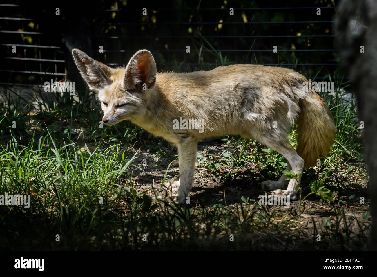 Photo d'un petit renard de Fennec debout dans l'herbe dans une rayon de lumière. (Vulpes zerda). Animal sauvage. Banque D'Images