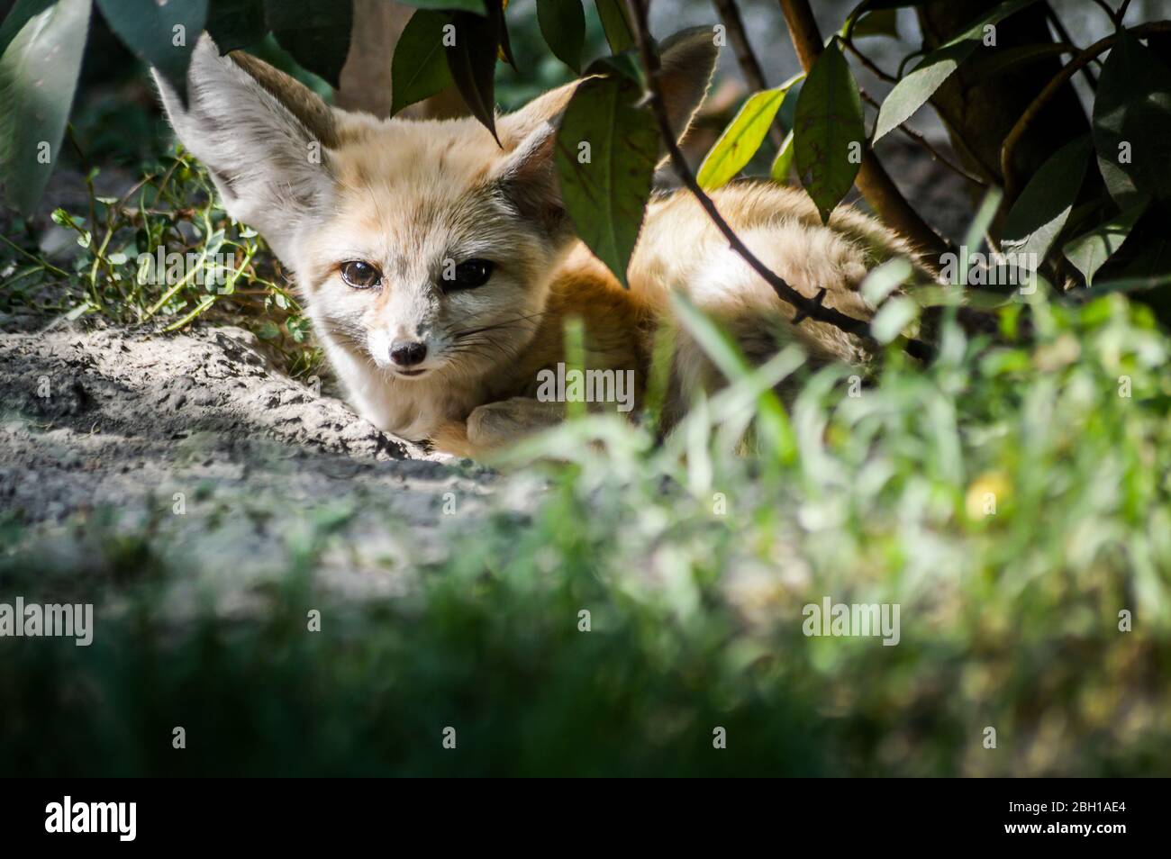 Gros plan sur un petit renard de Fennec reposant dans l'herbe dans une rayon de lumière. (Vulpes zerda). Animal sauvage. Banque D'Images