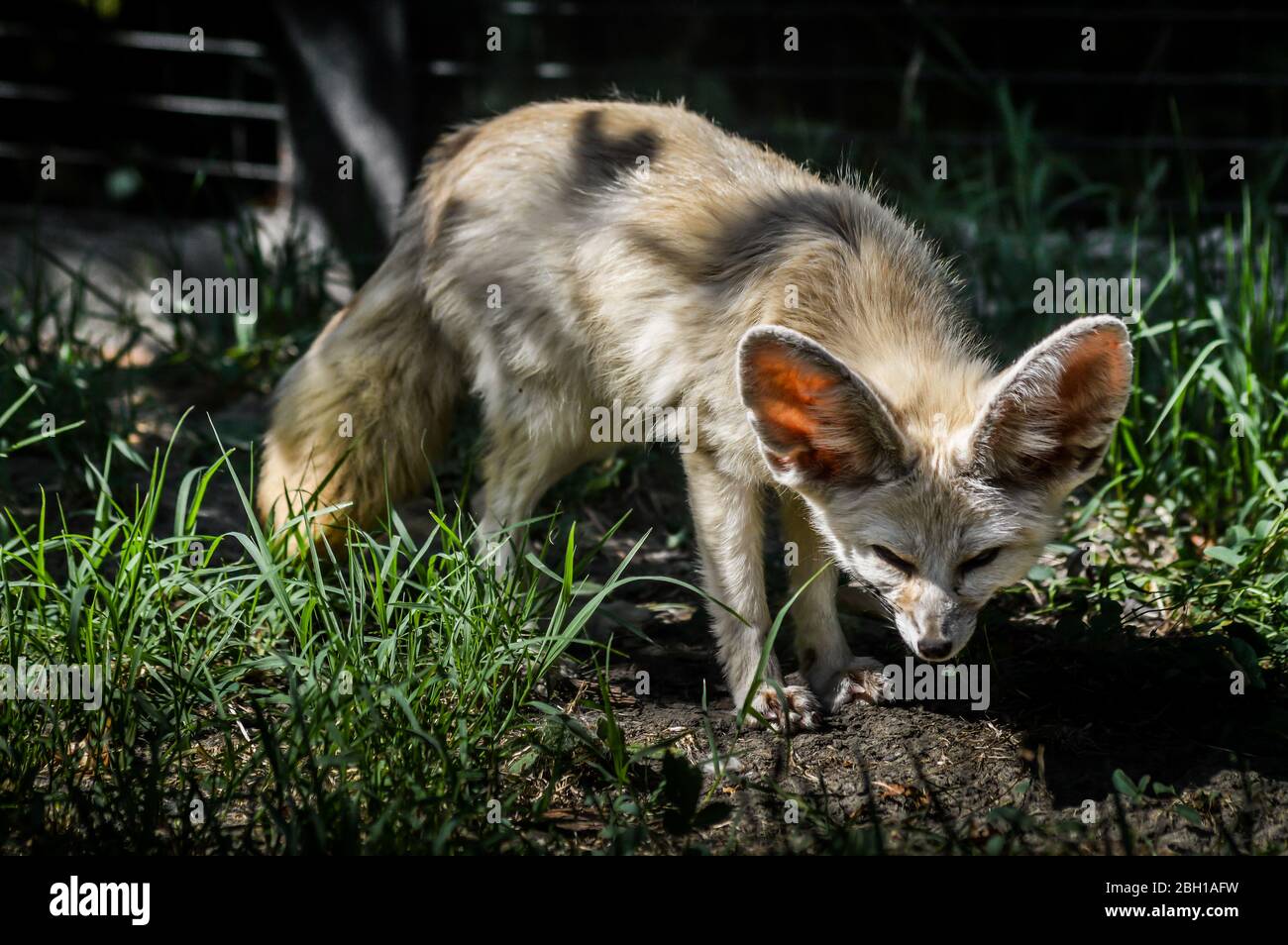 Photo d'un petit renard de Fennec debout dans l'herbe dans une rayon de lumière. (Vulpes zerda). Animal sauvage. Banque D'Images