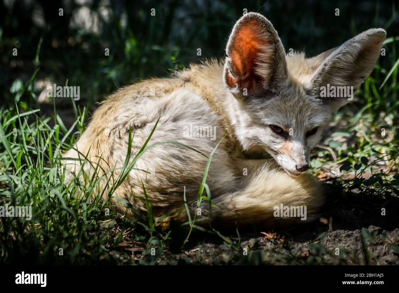 Gros plan sur un petit renard de Fennec reposant dans l'herbe dans une rayon de lumière. (Vulpes zerda). Animal sauvage. Banque D'Images