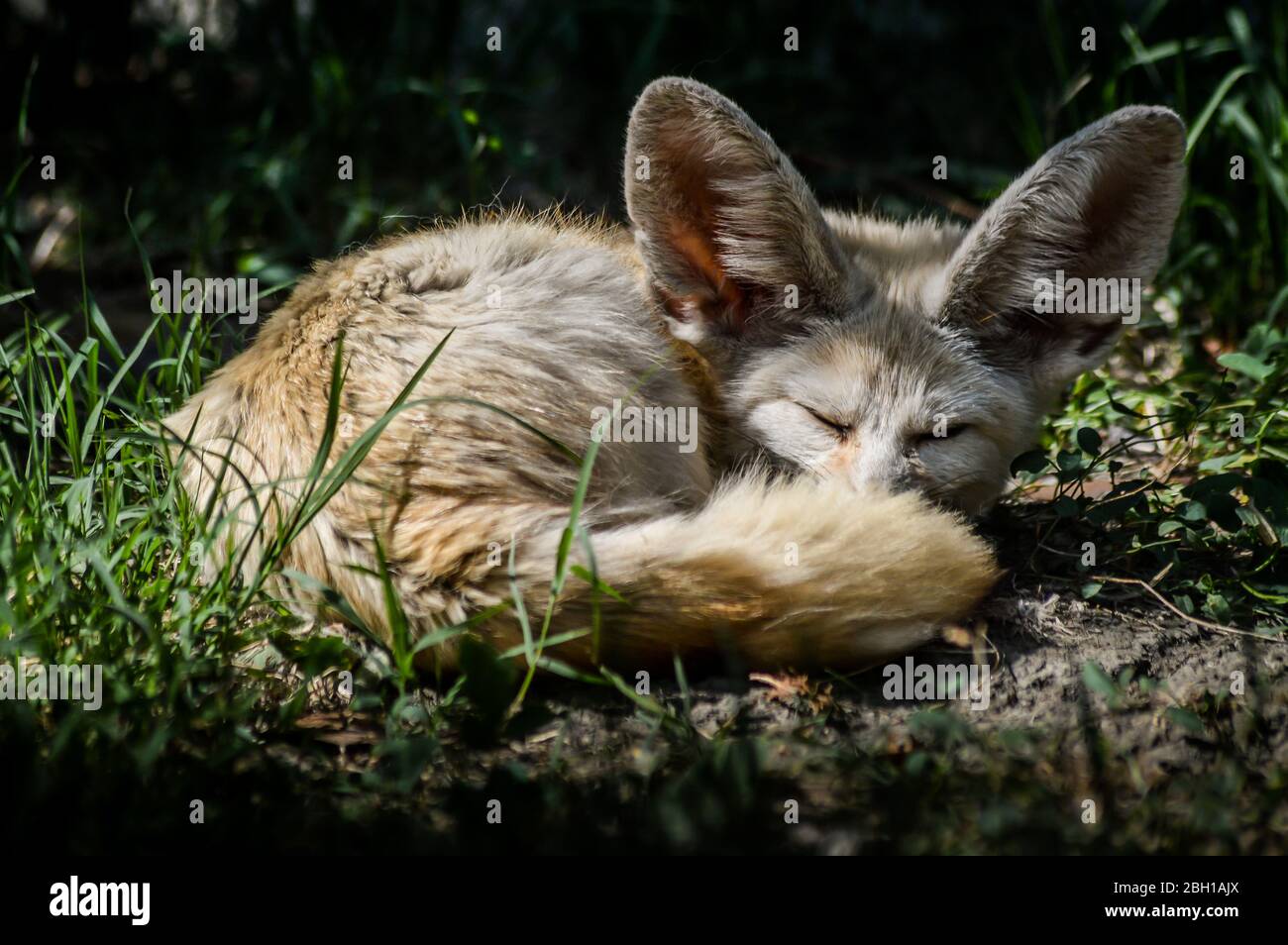 Gros plan sur un petit renard de Fennec reposant dans l'herbe dans une rayon de lumière. (Vulpes zerda). Animal sauvage. Banque D'Images