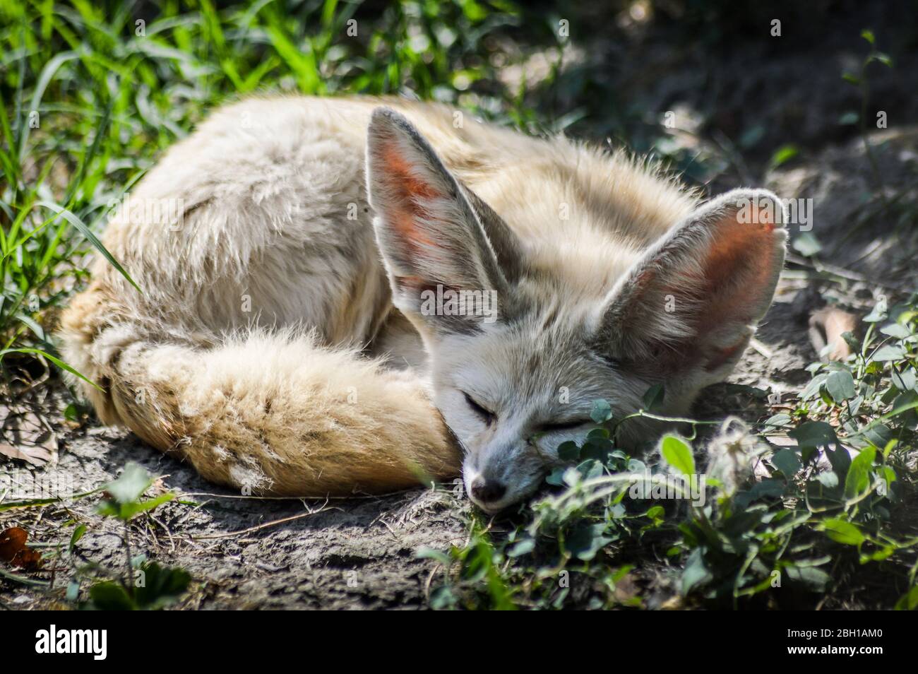 Gros plan sur un petit renard de Fennec reposant dans l'herbe dans une rayon de lumière. (Vulpes zerda). Animal sauvage. Banque D'Images