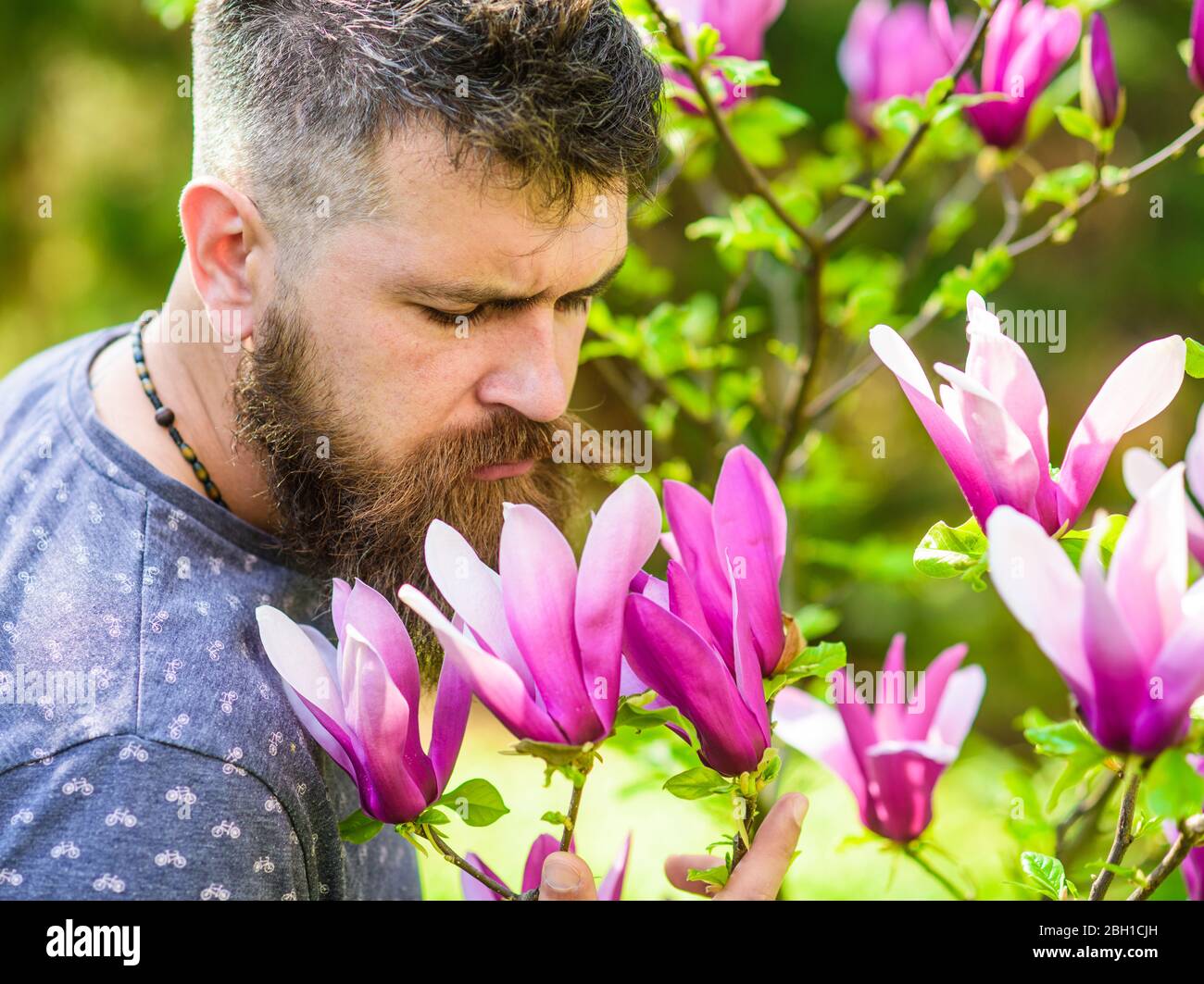 Homme barbu avec des escargoements frais de coupe de cheveux fleurit de magnolia. Concept de parfumeur. Homme avec barbe et moustache sur le visage calme près des fleurs de magnolia, déféocused de fond. Hipster aime l'arôme de fleur pourpre Banque D'Images