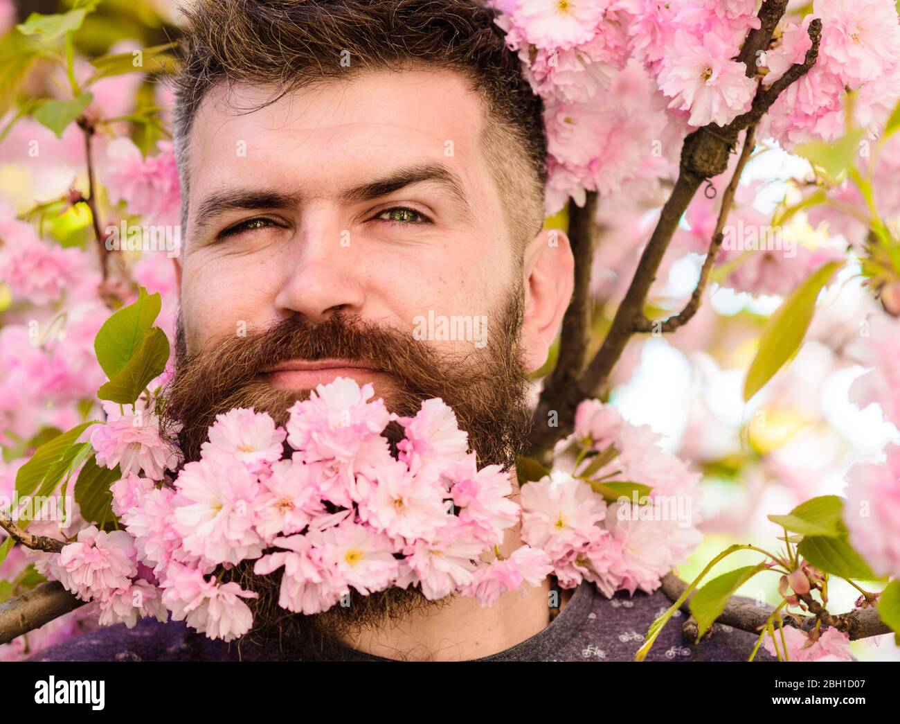 Concept de coiffure et de soins capillaires. Homme avec barbe et moustache  sur le visage de cunning près des fleurs roses, gros plan. Hipster avec  bouquet de fleurs de sakura dans la