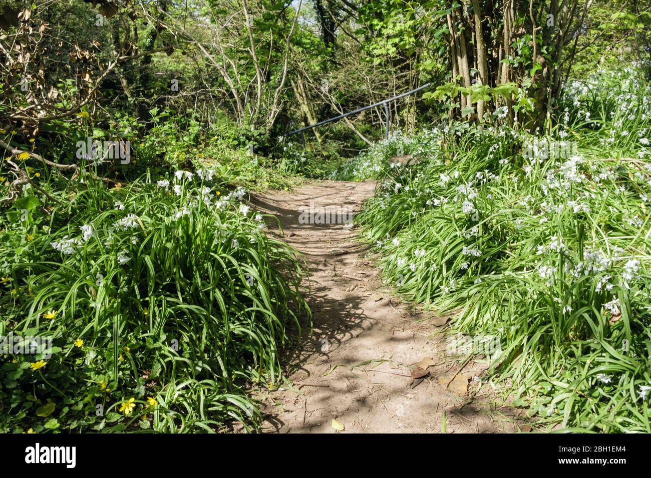 Fleurs blanches de Leek à trois corniches (Allium triquetrum) qui poussent sauvage à côté d'un sentier boisé au printemps. Bois de gypse Benllech Isle of Anglesey Pays de Galles Royaume-Uni Banque D'Images