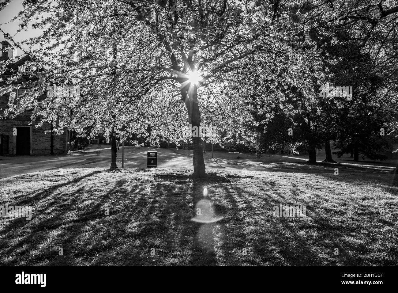 Le Cerisier Kanzan prunus Kanzan dans le parc d'Abington jette de longues ombres lorsque le soleil se couche tôt le matin au-dessus du parc, Northampton, Angleterre, Royaume-Uni. Banque D'Images