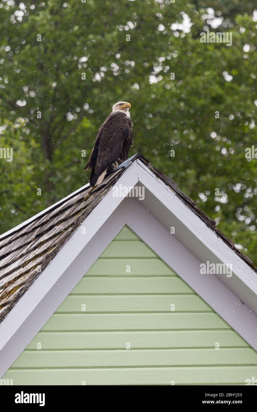 Aigle à tête de Bald assis sur un toit entouré d'arbres verts à Ketchikan, en Alaska, en Amérique du Nord Banque D'Images