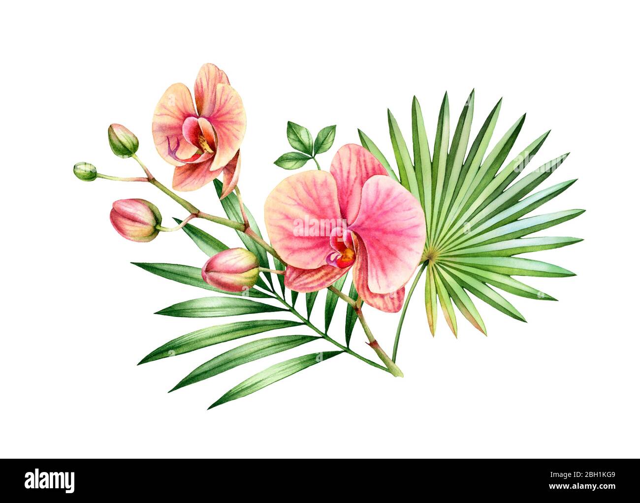 Bouquet d'orchidées aquarelle. Composition florale avec grandes fleurs rouges et feuille de palmier de ventilateur. Plantes exotiques colorées isolées sur blanc. Dessin botanique à la main Banque D'Images