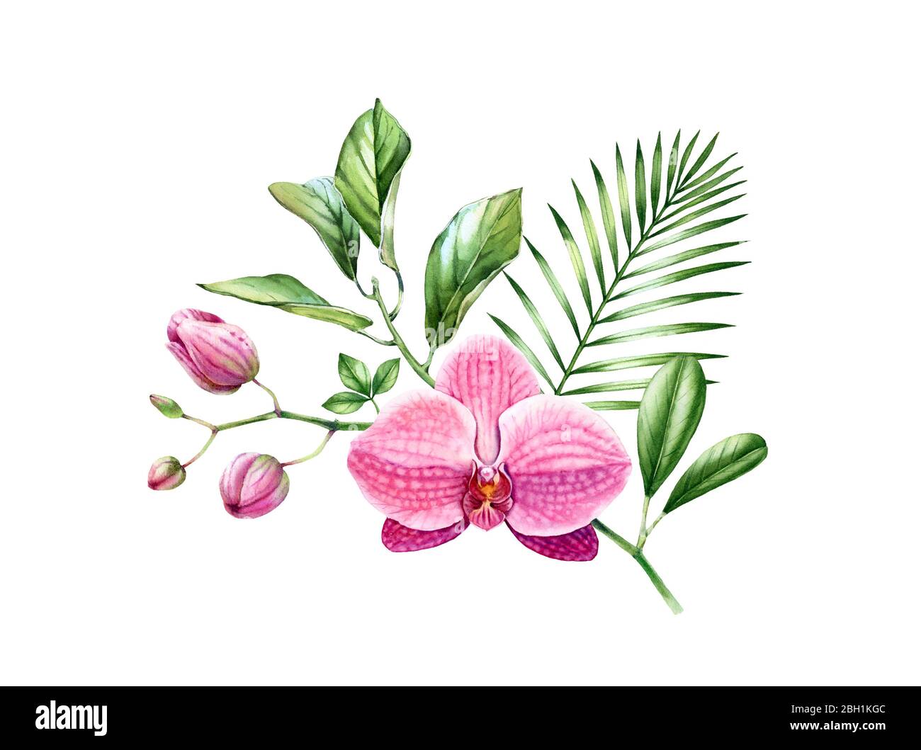 Bouquet d'orchidées aquarelle. Branche de fleur rose exotique en fleur. Arrangement floral avec feuilles de palmiers. Plantes tropicales colorées isolées sur blanc Banque D'Images