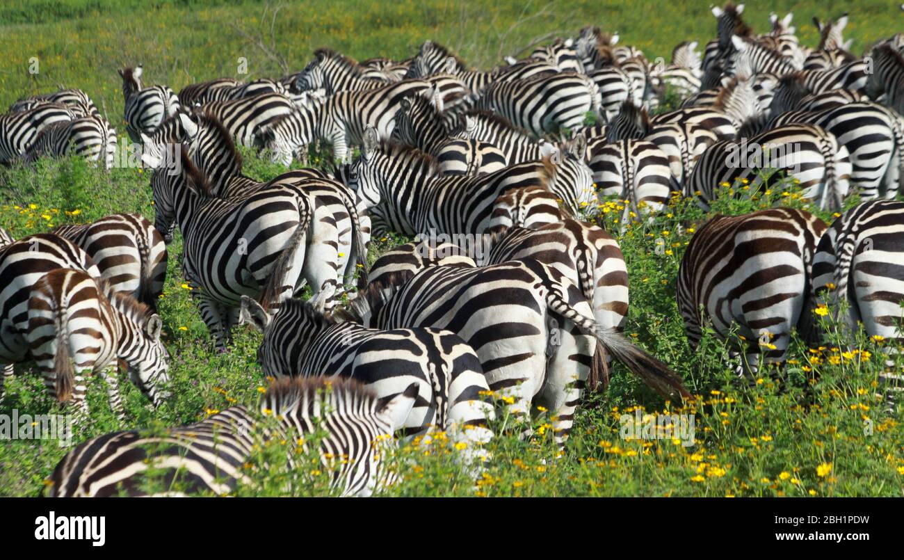 Migration annuelle de plus d'un million de blancs barbus (ou bannendés) wildebeest et 200,000 zèbres au Parc National Serengeti, Tanzanie, Banque D'Images