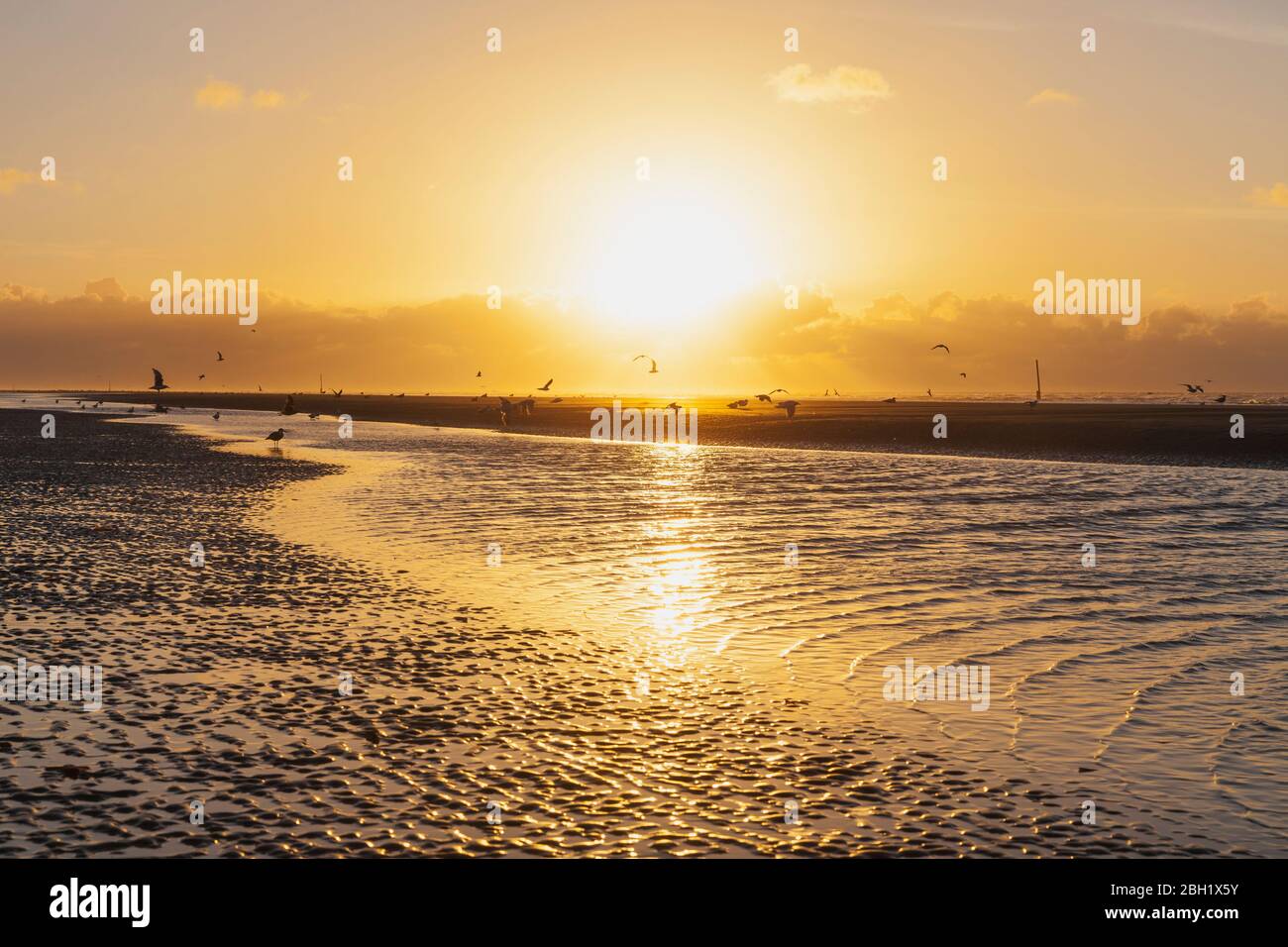 Silhouette mouettes sur la rive à la plage contre le ciel orange au coucher du soleil, côte de la mer du Nord, Flandre, Belgique Banque D'Images
