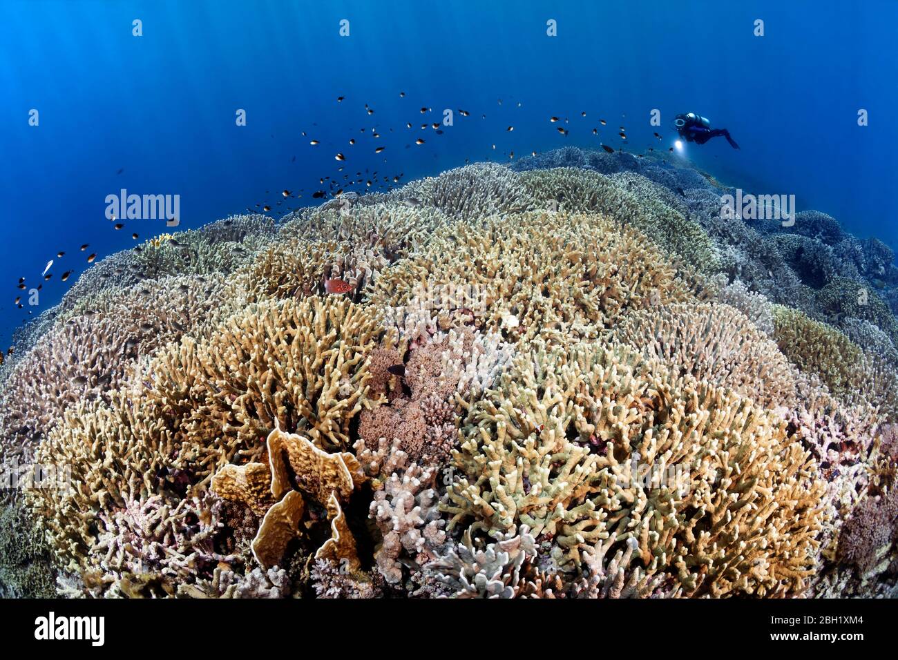 Le plongeur nage sur le récif de corail, le sommet du récif, densément surcultivé avec Steinkoralle sp. (Porites atténuata), avant gauche, jaune, corail Blade firel (Millepora Banque D'Images