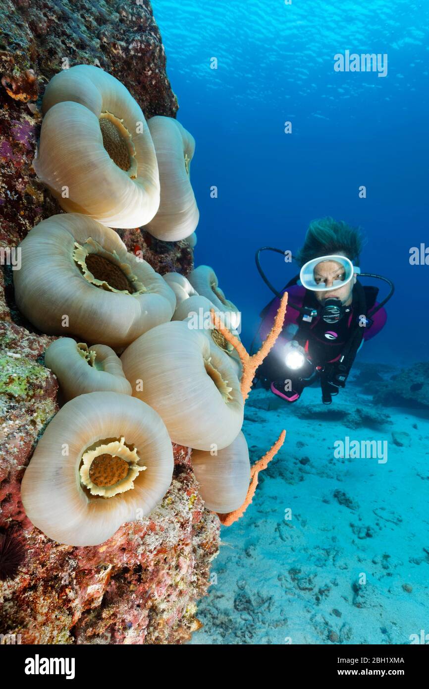 Disque d'observation du plongeur Anemone, Grande tasse Mushroom (Amplexidiscus fenestrafer), fermé, Océan Pacifique, Lac Sulu, Parc marin national du récif de Tubbataha Banque D'Images